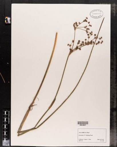 Plantae