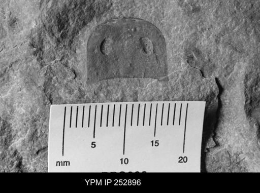 Eurypterus sp.