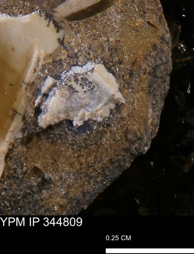 Limopsis striatopunctatus