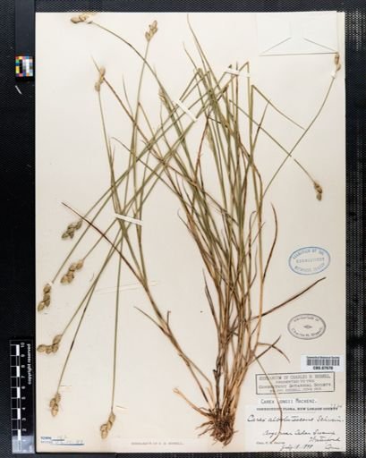 Carex longii