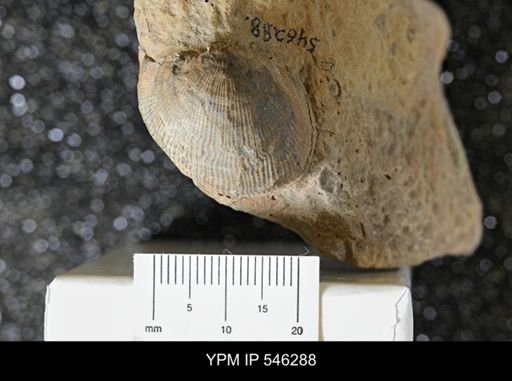undet. Productidae