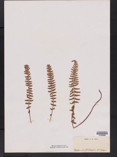 Plantae