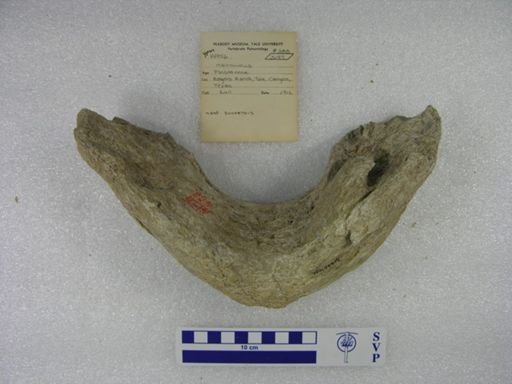Mammuthus columbi?