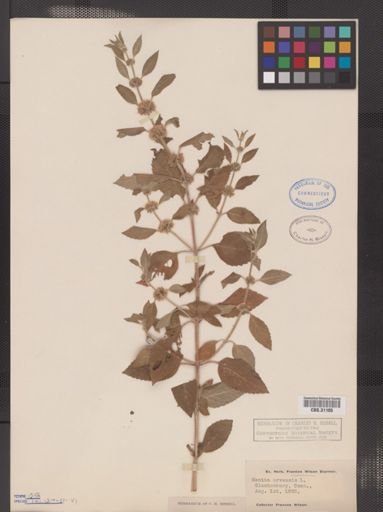 Mentha arvensis