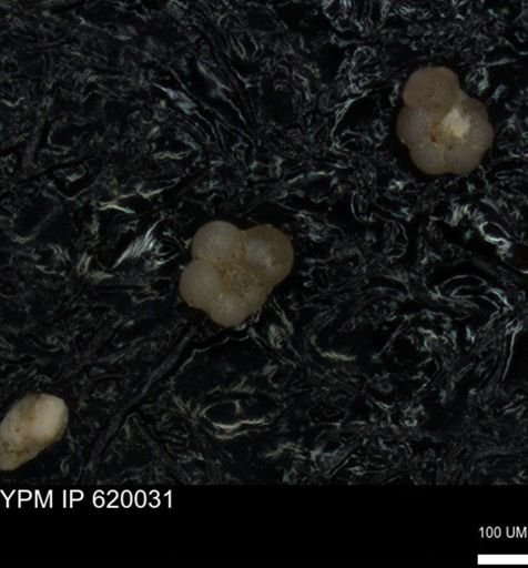 undet. Rugoglobigerinidae