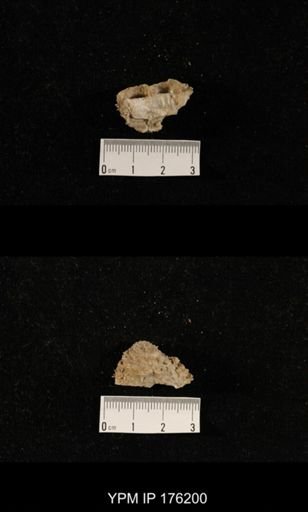 undet. Aulostegoidea