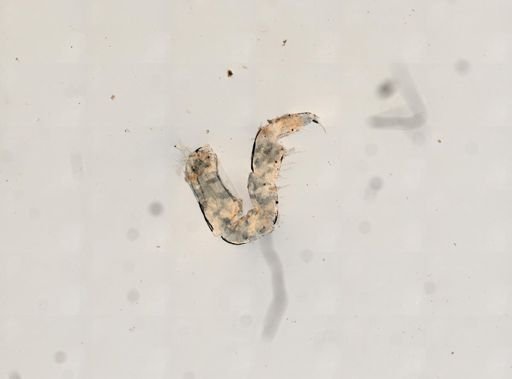 Philoscia vittata