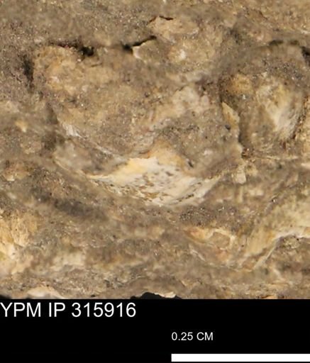 undet. Mollusca