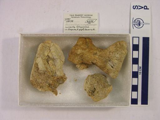 Arsinoitherium sp.
