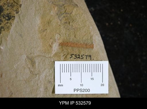 undet. Graptolithina