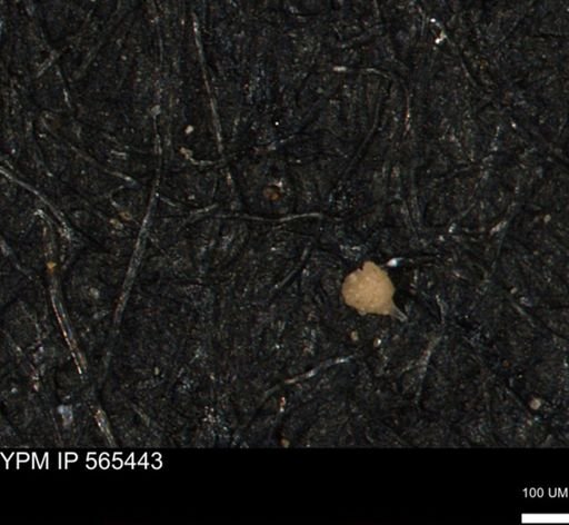 Clathrocyclas (Clathrocyclas) irrasa