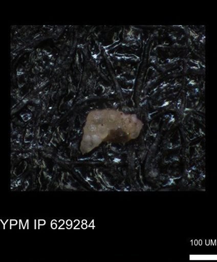 undet. Heterohelicidae