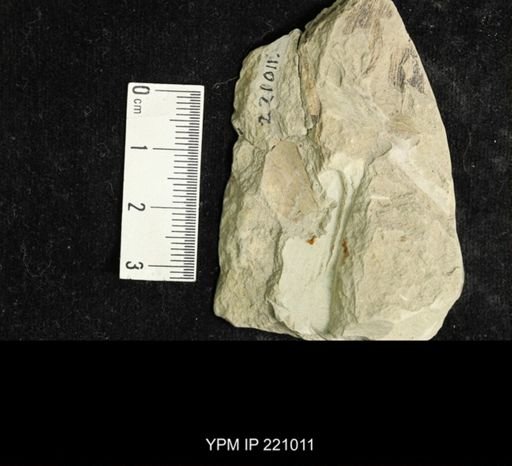 Etoblattina