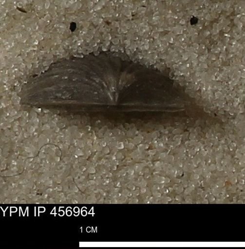 Stropheodonta sp.
