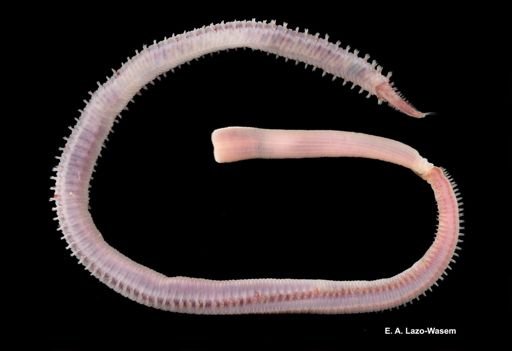 Glycera americana