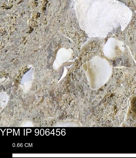 undet. Bivalvia