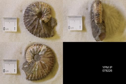 Discoscaphites conradi