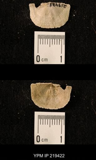 Chonetes granulifer