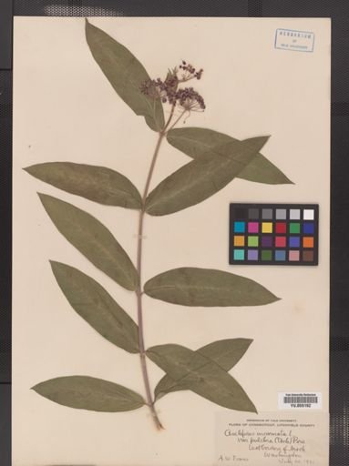 Asclepias incarnata