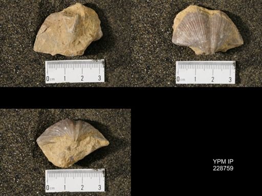 Neospirifer triplicatus gibbosus