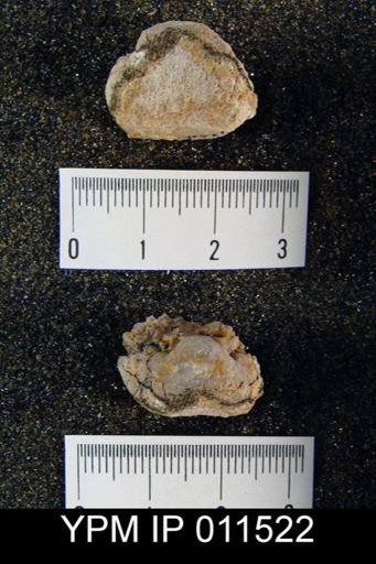 Linoproductus nasutus