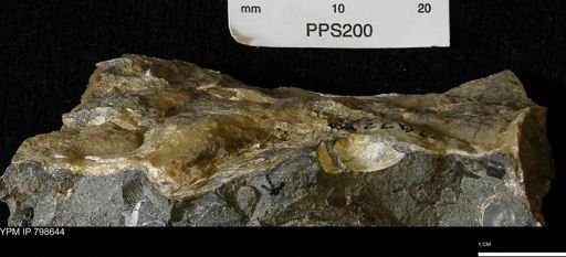undet. Bivalvia