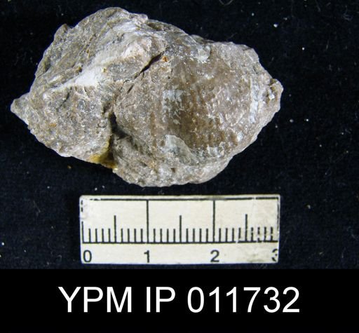 Marginifera lasallensis?