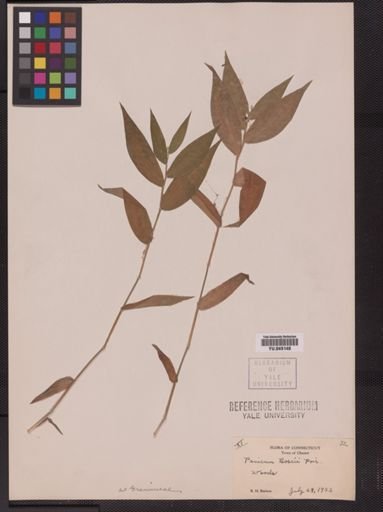 Panicum boscii