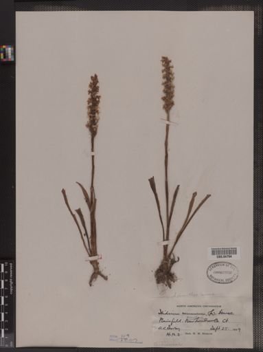 Spiranthes cernua