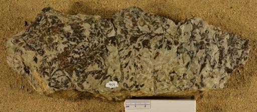 Triphyllopteris rarinervis