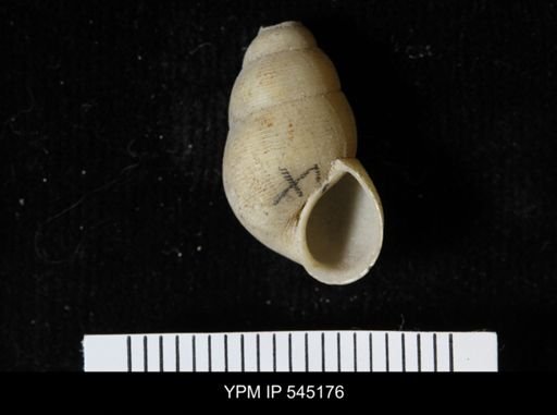 Chondropoma sp.