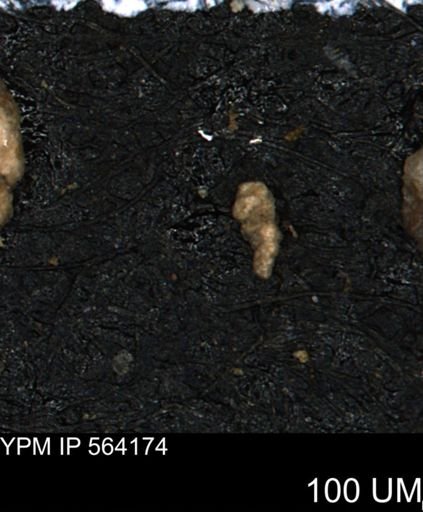 Verneuilina canadensis