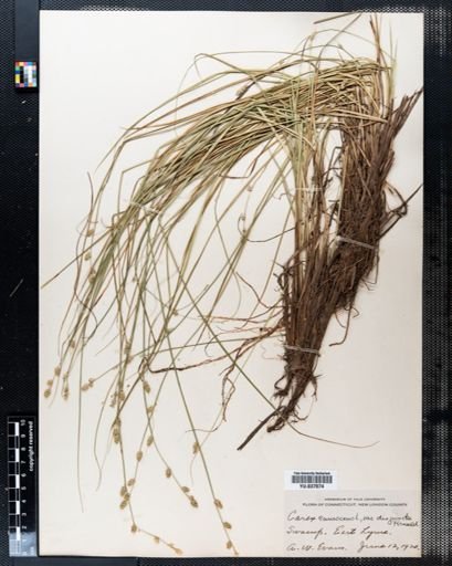 Carex canescens