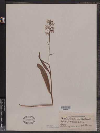 Blephariglottis lacera