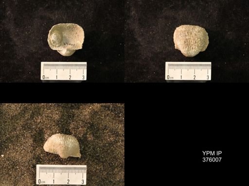 Pustula nebrascensis