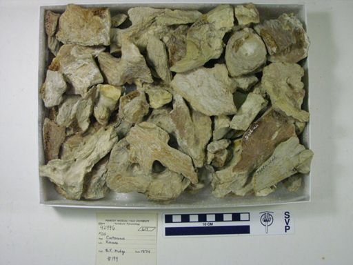 undet. Ichthyodectidae