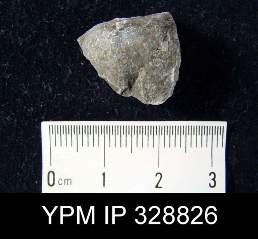 undet. Brachiopoda