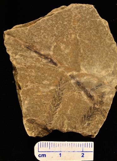 Pecopteris montanensis