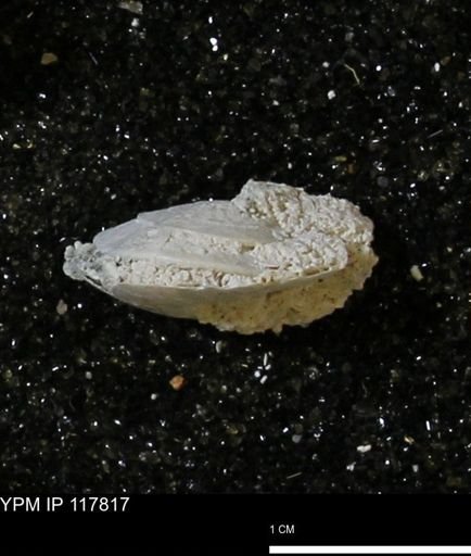 Poecilozonites bermudensis sieglindae