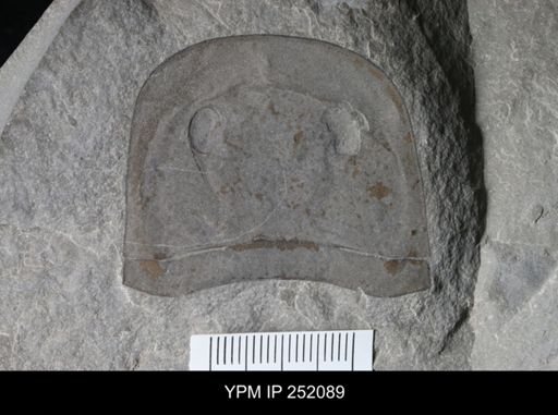 Eurypterus sp.