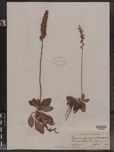 Peramium pubescens