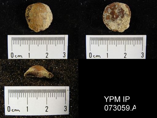Atrypa tennesseensis