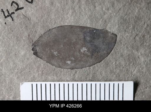undet. Eurypterida