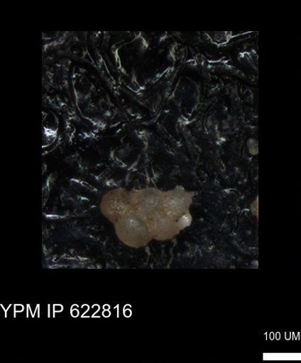 undet. Foraminiferida