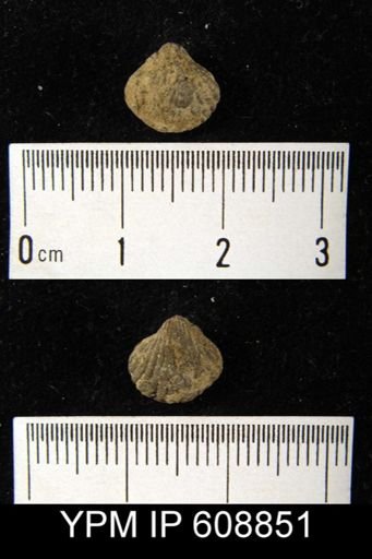Rhynchospira sp.