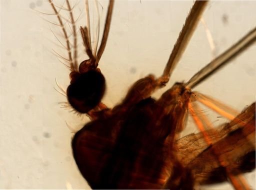 Culicidae