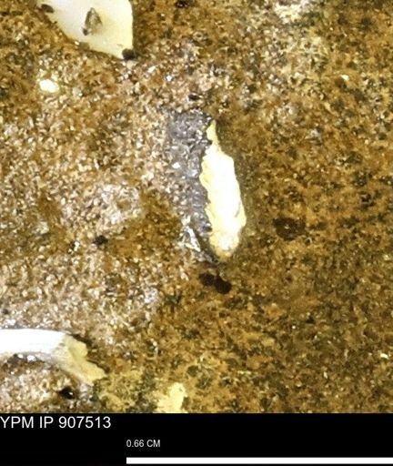 undet. Mollusca