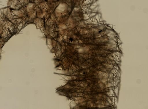 Halichondria bowerbanki