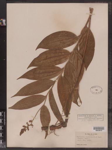Maianthemum