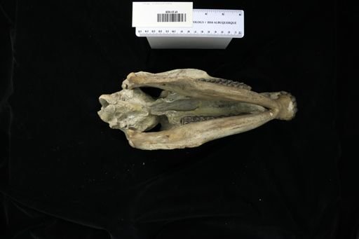 Merychippus sejunctus